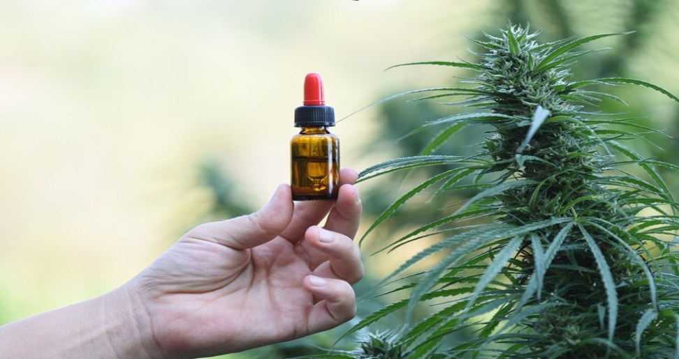 Exploring the Benefits of CBD Oil Sheffield: A Complete Guide