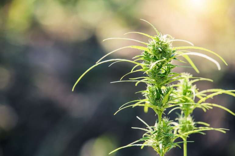 What is CBD Flower?